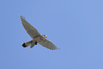 kestrel