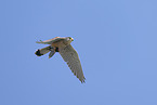 kestrel