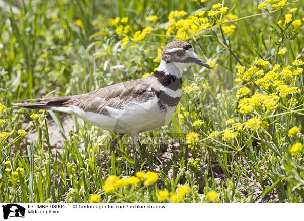 Keilschwanz-Regenpfeifer / killdeer plover / MBS-08004
