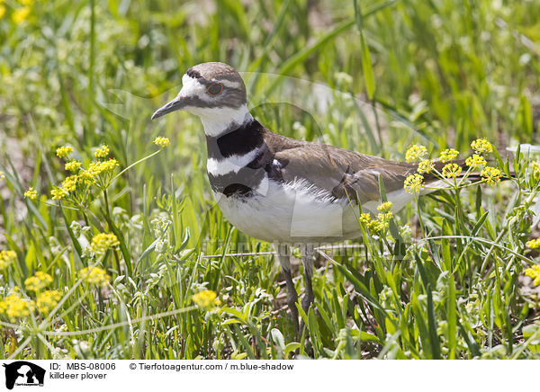 Keilschwanz-Regenpfeifer / killdeer plover / MBS-08006