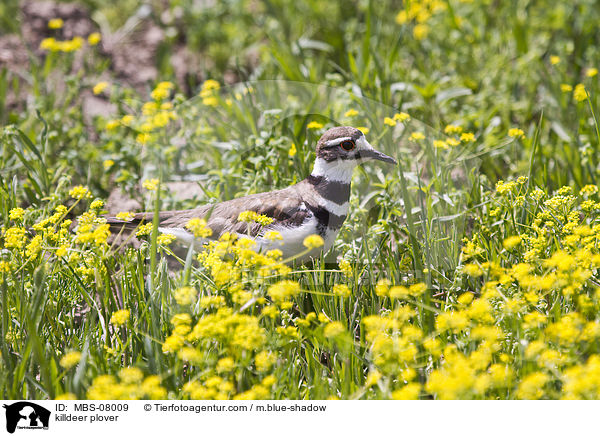 Keilschwanz-Regenpfeifer / killdeer plover / MBS-08009