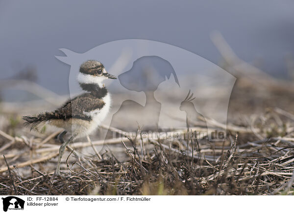 Keilschwanz-Regenpfeifer / killdeer plover / FF-12884