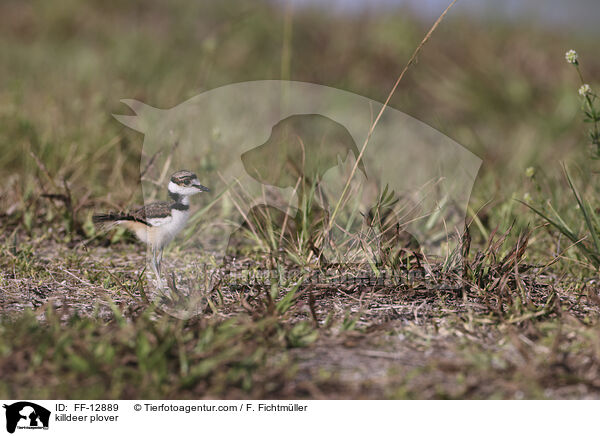Keilschwanz-Regenpfeifer / killdeer plover / FF-12889