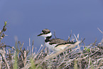 killdeer plover