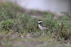 killdeer plover