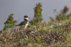 killdeer plover
