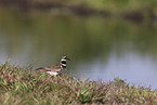 killdeer plover