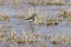 killdeer plover