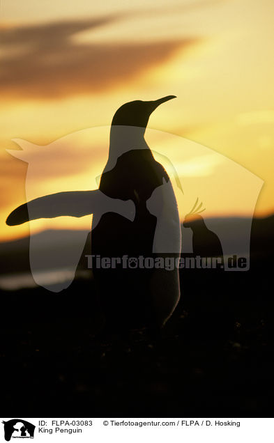 Knigspinguin / King Penguin / FLPA-03083