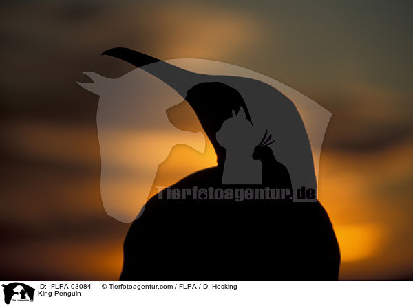 King Penguin / FLPA-03084