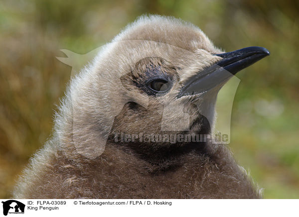 Knigspinguin / King Penguin / FLPA-03089