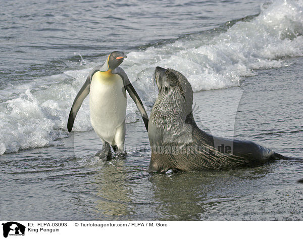 King Penguin / FLPA-03093