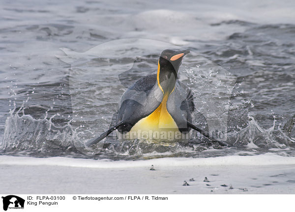 Knigspinguin / King Penguin / FLPA-03100