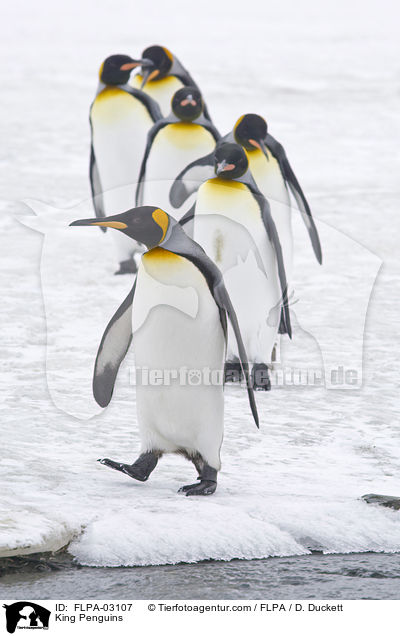 Knigspinguine / King Penguins / FLPA-03107