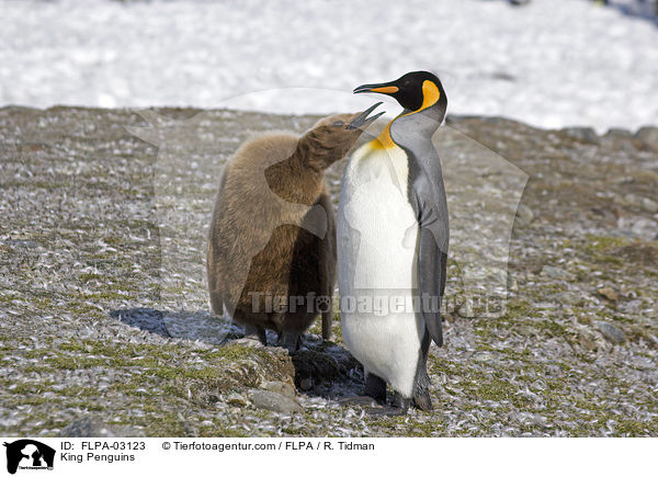 Knigspinguine / King Penguins / FLPA-03123