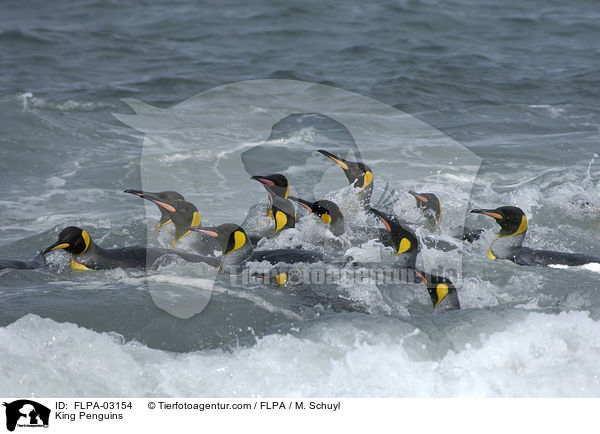 Knigspinguine / King Penguins / FLPA-03154