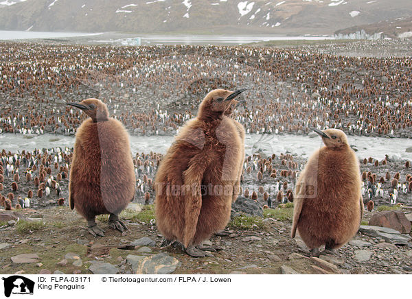 Knigspinguine / King Penguins / FLPA-03171