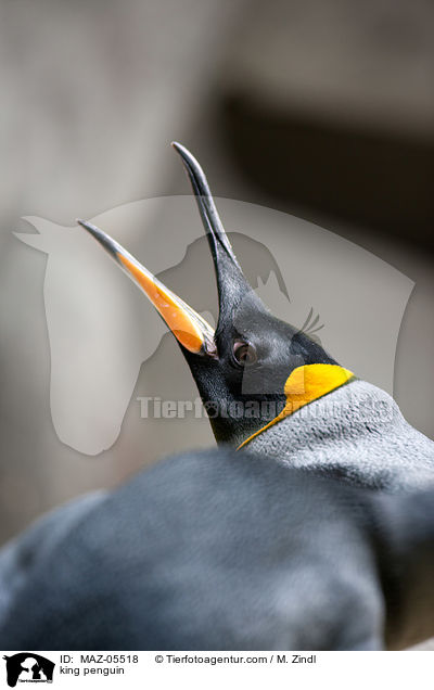 Knigspinguin / king penguin / MAZ-05518