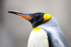 king penguin