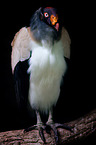 American king vulture