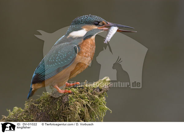 kingfisher / DV-01022