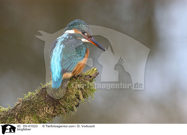 kingfisher / DV-01023