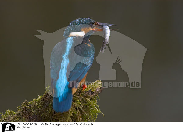 kingfisher / DV-01029