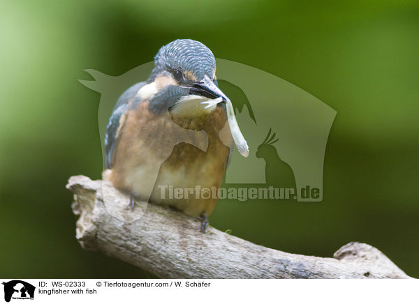Eisvogel mit erbeutetem Fisch / kingfisher with fish / WS-02333