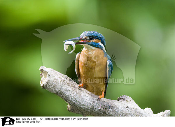 kingfisher with fish / WS-02336