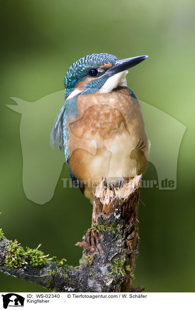 Kingfisher / WS-02340