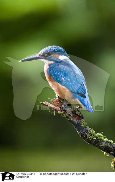 Kingfisher / WS-02347