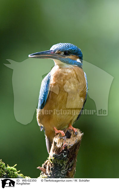 Kingfisher / WS-02350