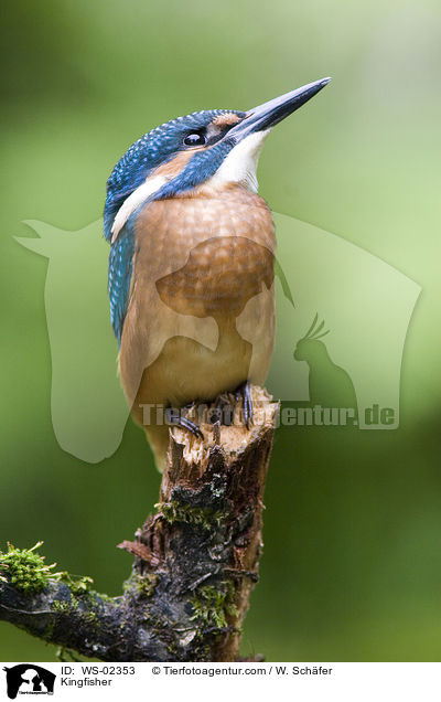 Kingfisher / WS-02353