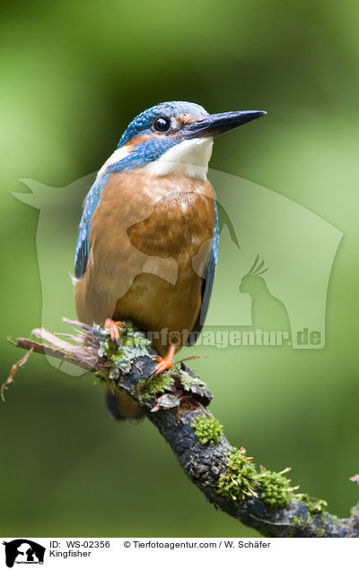 Kingfisher / WS-02356