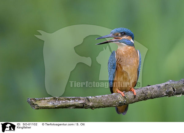 Kingfisher / SO-01102