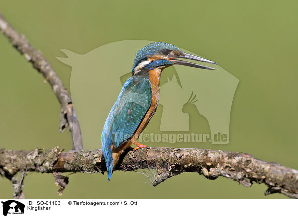 Kingfisher / SO-01103