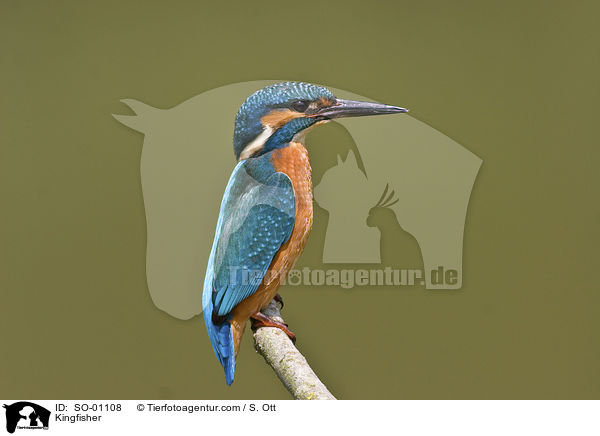 Kingfisher / SO-01108