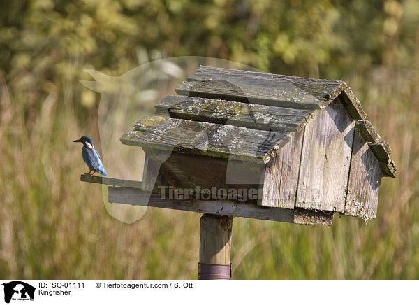 Kingfisher / SO-01111