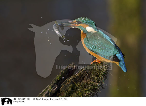 Kingfisher / SO-01120