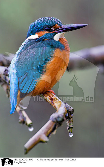Eisvogel / kingfisher / MAZ-01152