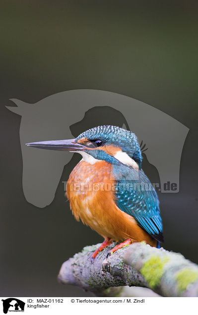 Eisvogel / kingfisher / MAZ-01162