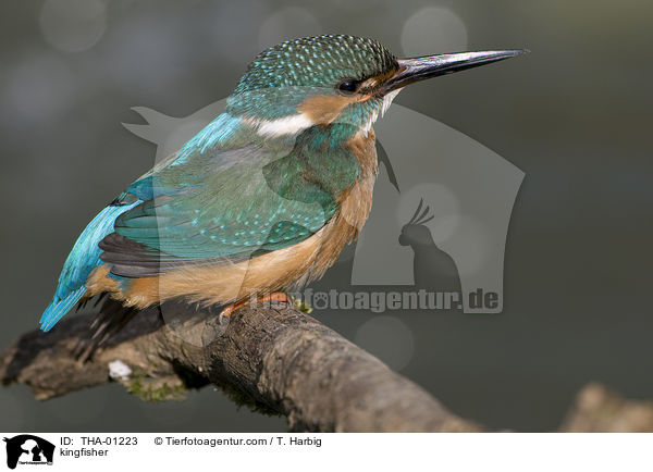 kingfisher / THA-01223