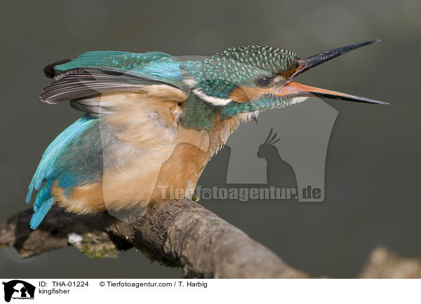 Eisvogel / kingfisher / THA-01224
