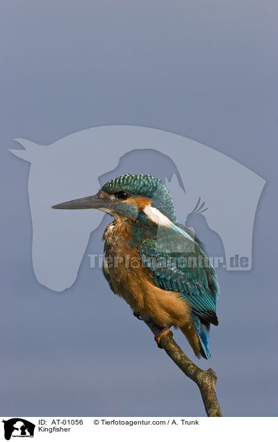 Kingfisher / AT-01056