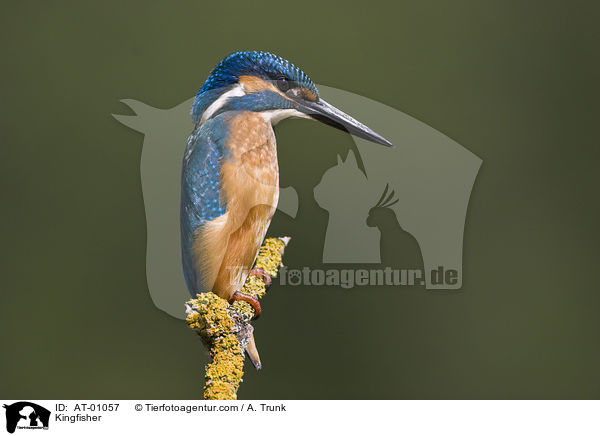 Kingfisher / AT-01057