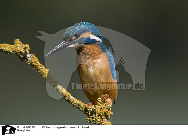 Kingfisher / AT-01058