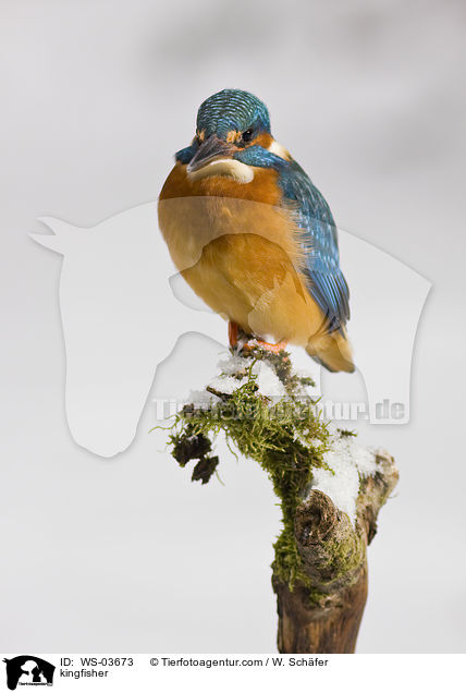 kingfisher / WS-03673