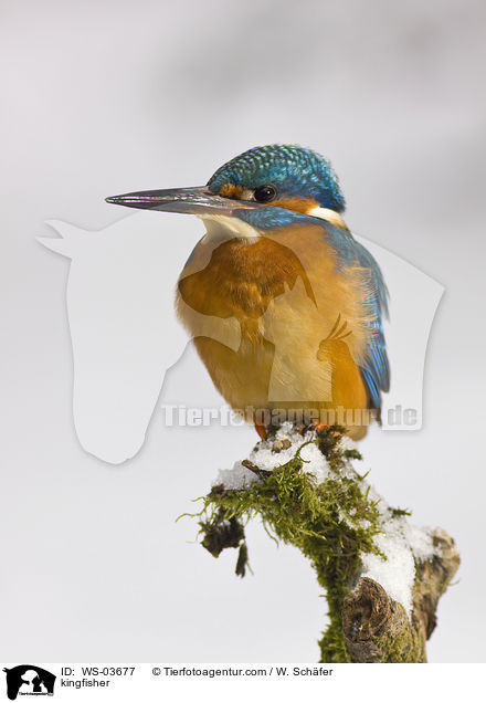 kingfisher / WS-03677