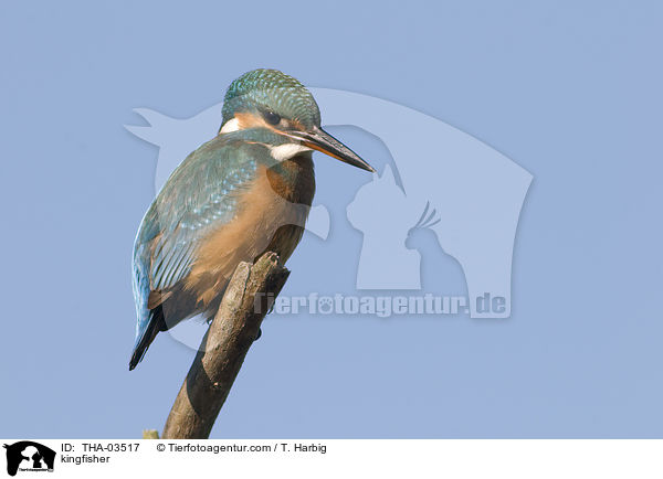 Eisvogel / kingfisher / THA-03517