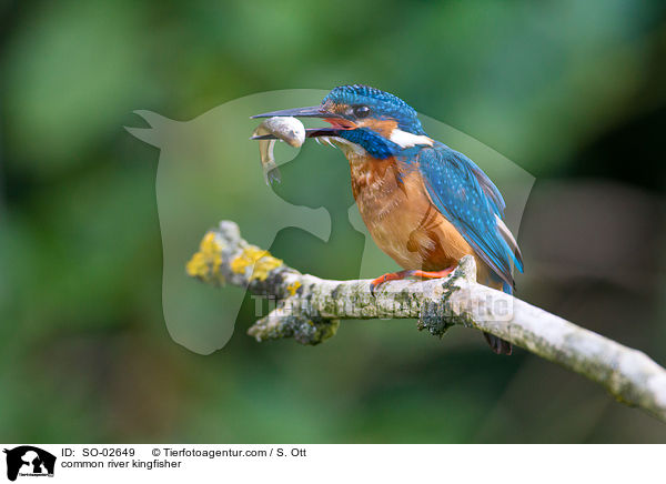common river kingfisher / SO-02649